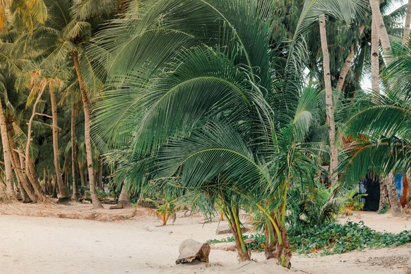 Quels sont les équipements nécessaires pour un camping en région de forêt primaire?