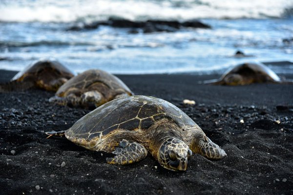 Quels sont les meilleurs spots pour observer les tortues marines à Hawaï, USA?